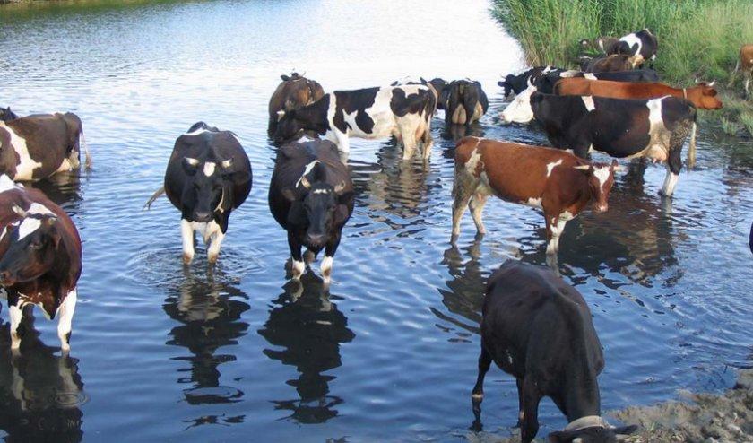 Tầm quan trọng của nước đối với trâu bò và gia súc