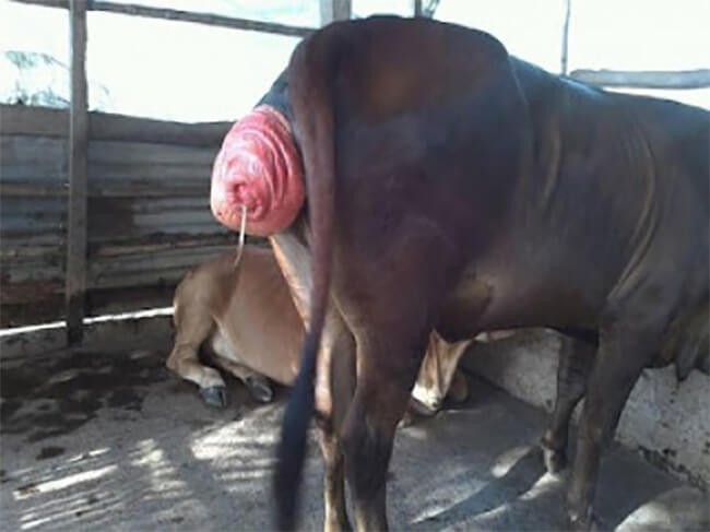 Bệnh viêm tử cung ở trâu bò