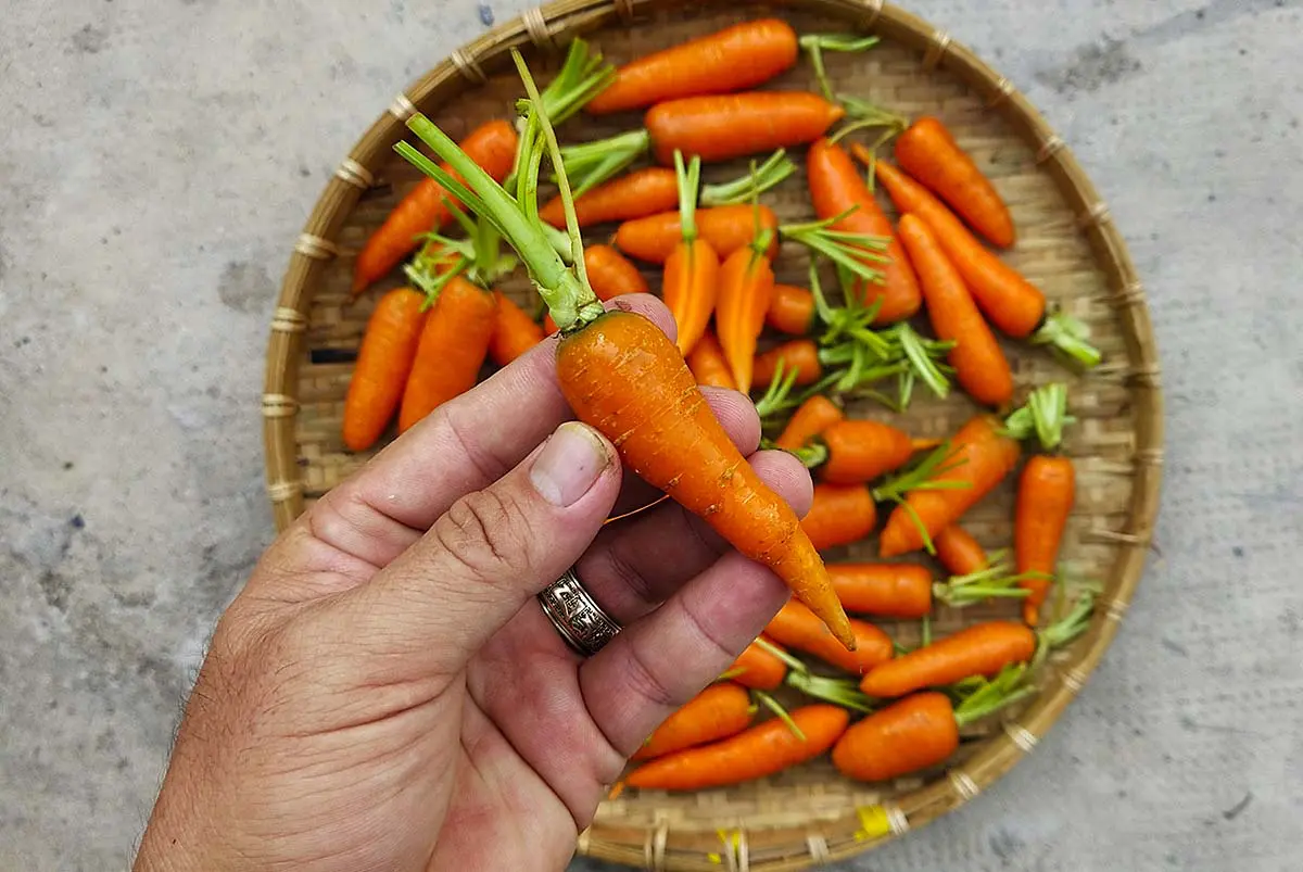 Tuyến trùng khiến củ cà rốt không thể phát triển lớn được