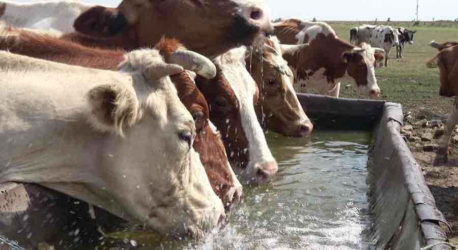Nhu cầu nước của gia súc ở mỗi vùng là khác nhau