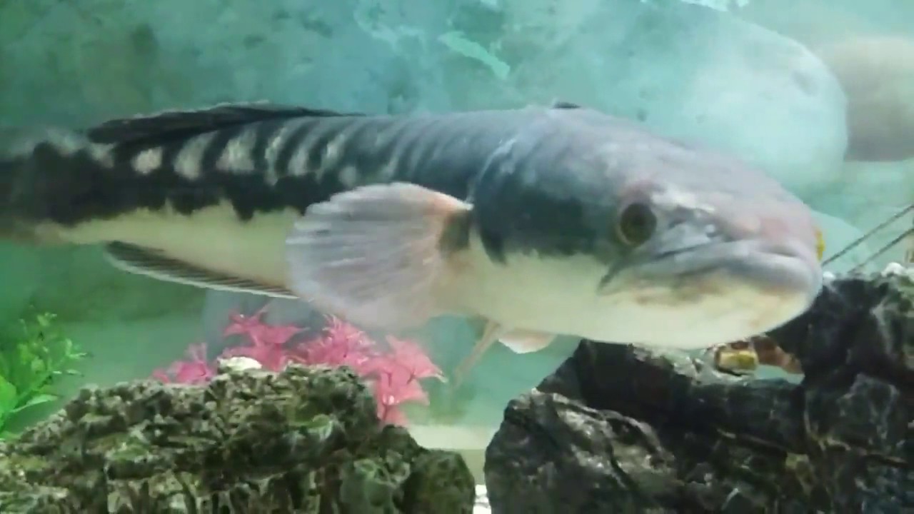 Đặc điểm sinh học của cá Lóc Bông