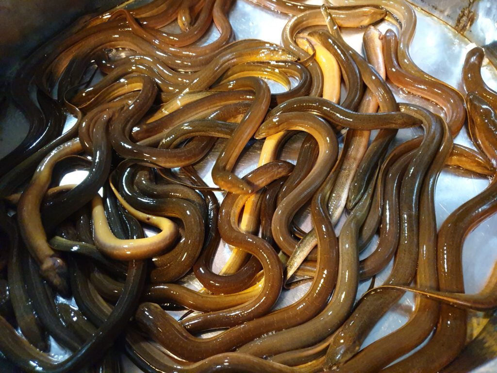 Vẫn có thể nuôi thêm nhiều con lươn khác