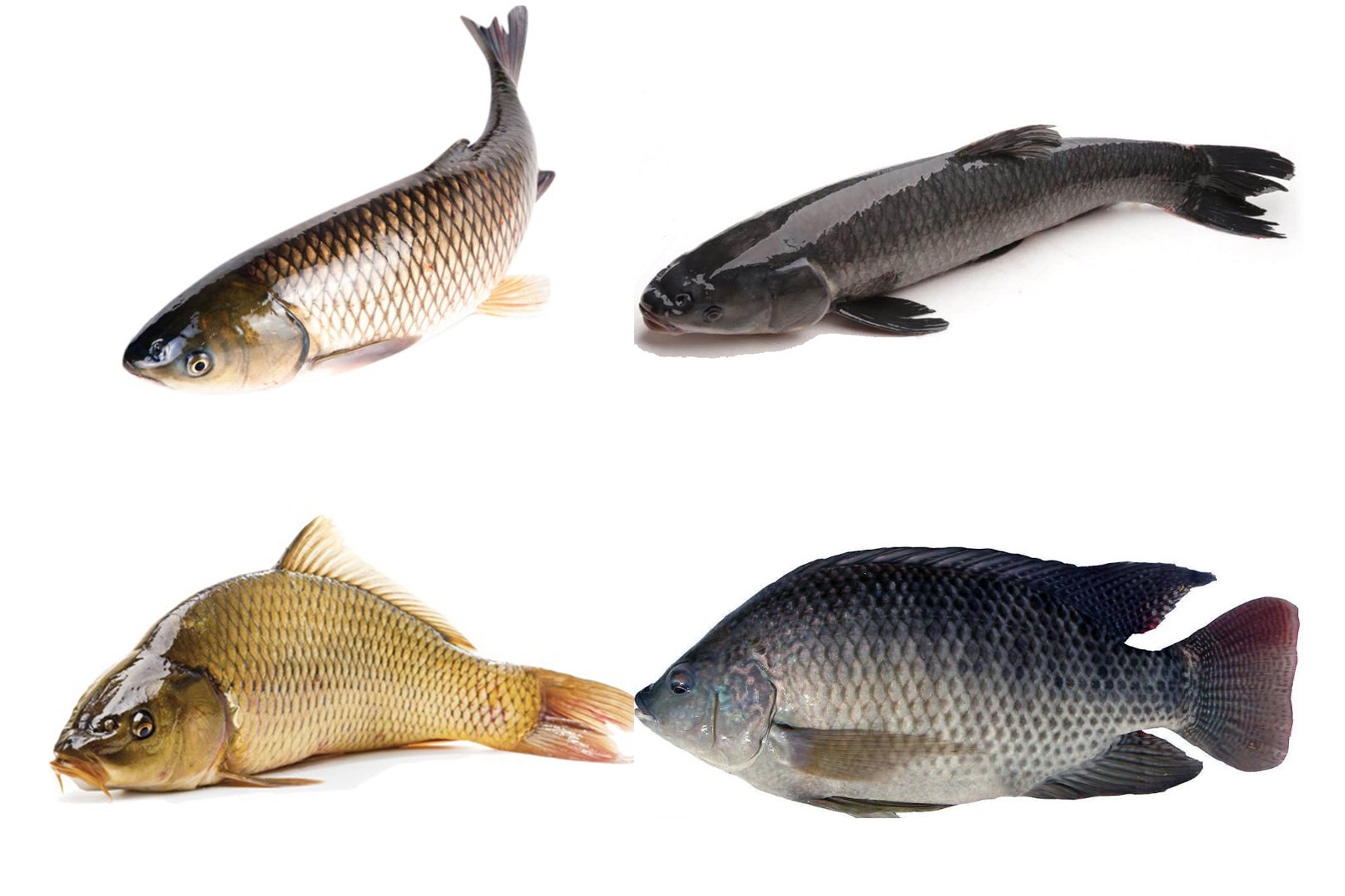 Biện pháp phòng bệnh tổng hợp cho cá khi giao mùa