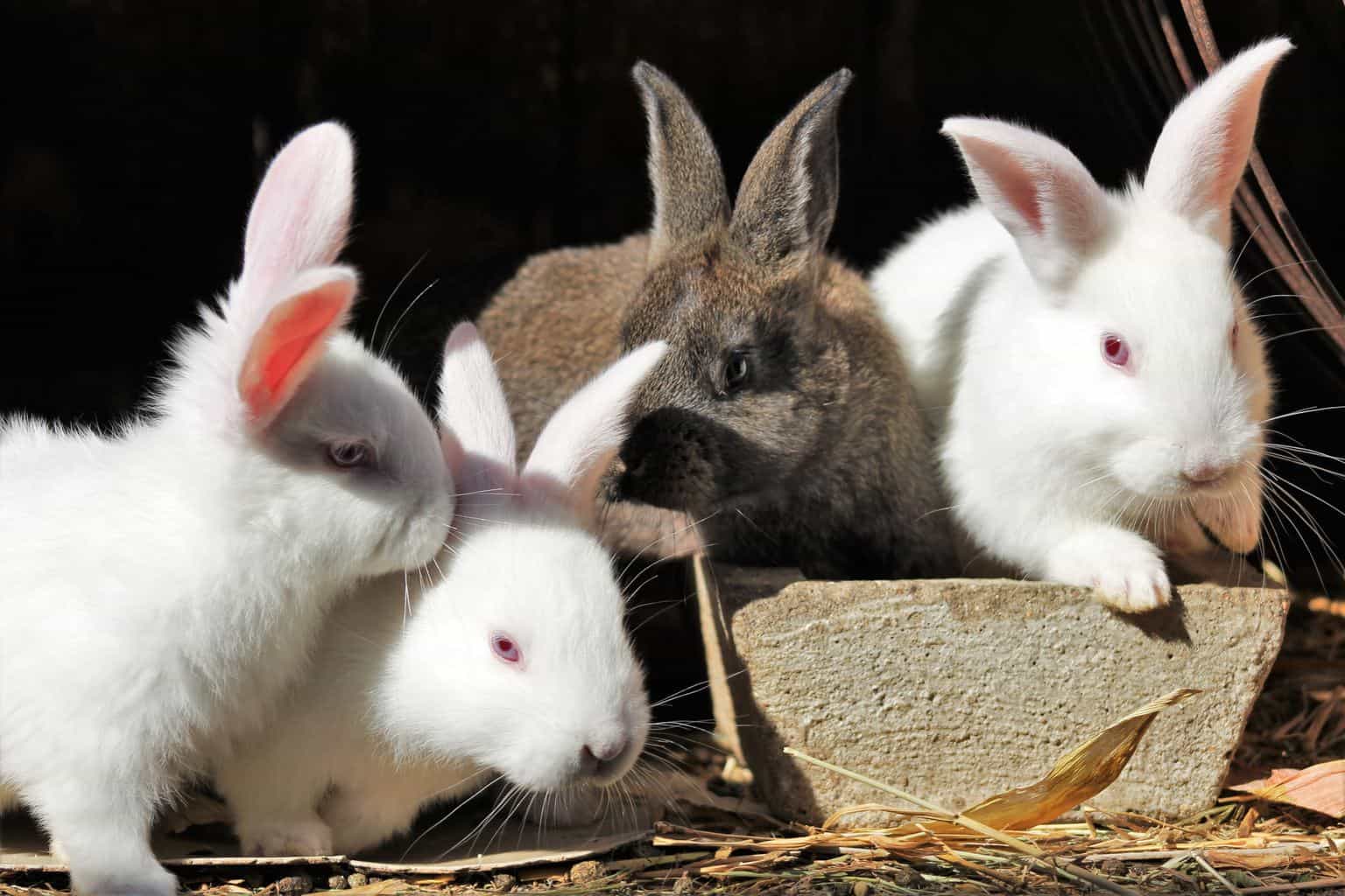 Phòng và điều trị một số bệnh trên thỏ