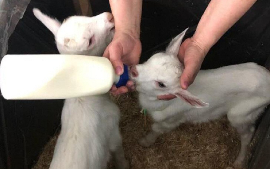 Những cách nuôi dê sữa con