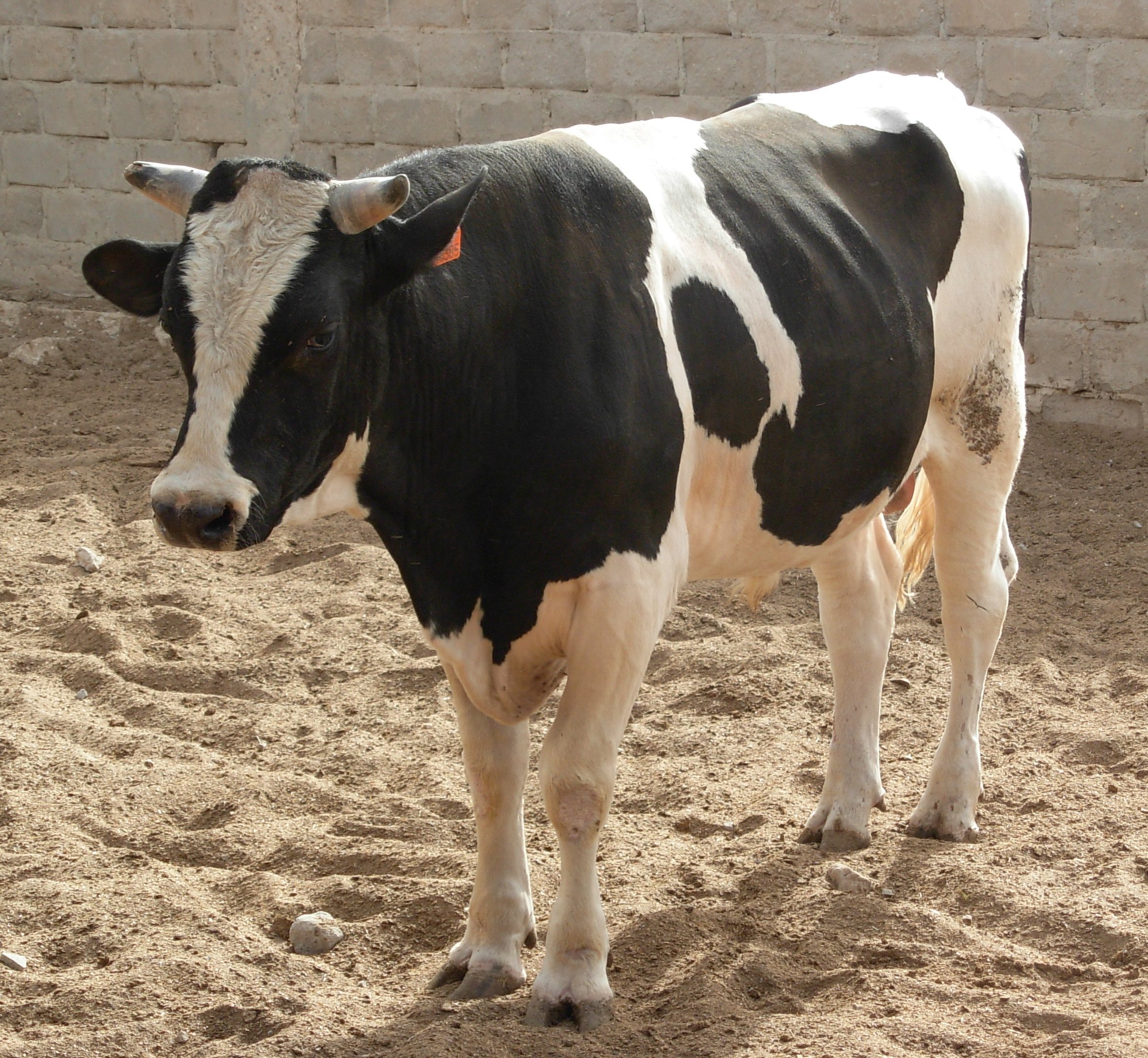 Khái niệm và nguyên nhân bệnh nấm da lông ở bò sữa